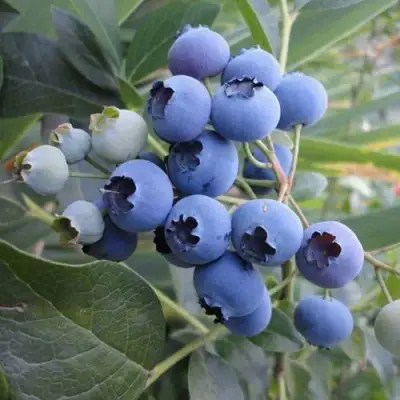 Голубика ЛЕГАЦИЯ в Витебске