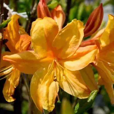 Азалия ГОЛДЕН ЛАЙТС листопадная в Витебске