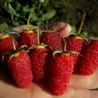 Малина ремонтантная Рубиновое ожерелье