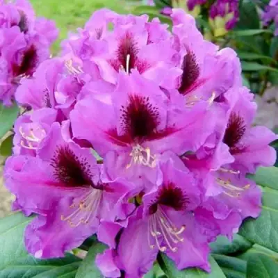 Рододендрон РАСПУТИН в Витебске