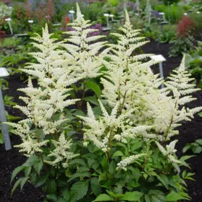 Астильба БРАУТШЛЕЙЕР Арендса в Витебске