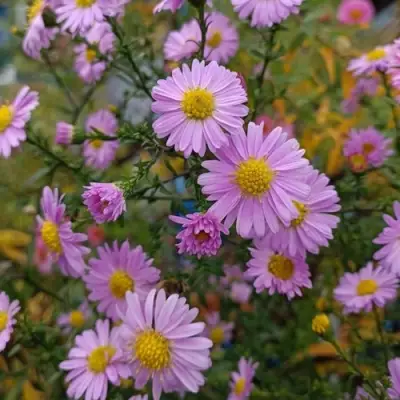 Астра СТРОУБЕРРИ ЭНД КРИМ новобельгийская в Витебске