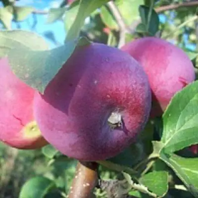 Яблоня СЕРЕБРЯНОЕ КОПЫТЦЕ в Витебске