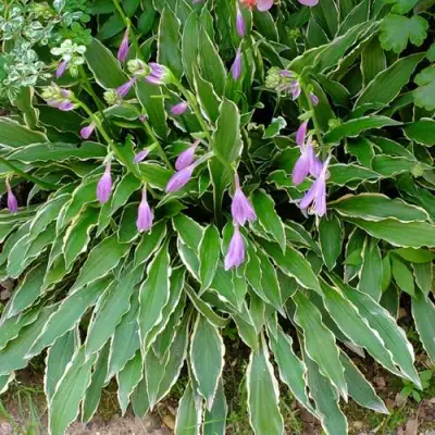 Хоста СТИЛЕТТО гибридная в Витебске