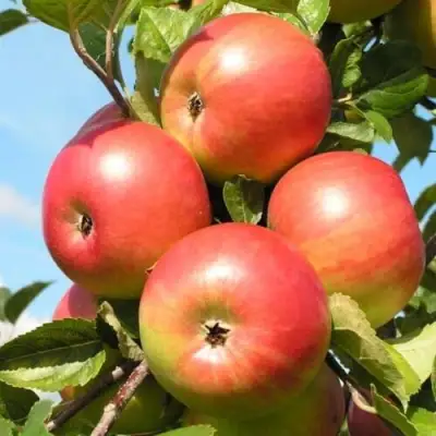 Яблоня ФРИДОМ в Витебске