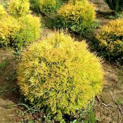 Туя ГЛОБОЗА АУРЕА западная в Витебске