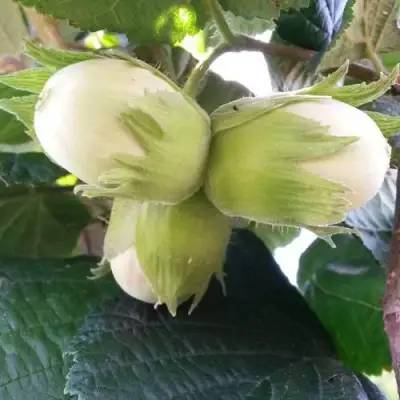 Фундук ЮННАТ в Витебске