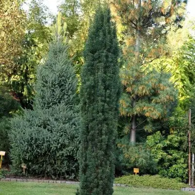 Тис ВОЙТЕК средний  в Витебске