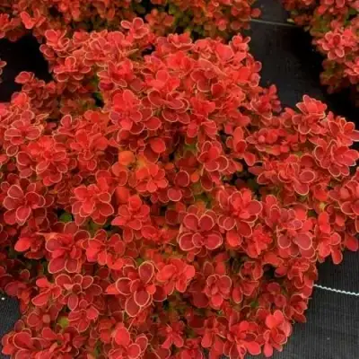 Барбарис РЕД ХОТ ЧИЛИ тунберга в Витебске