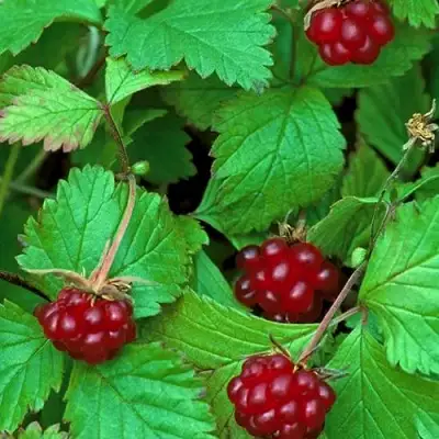 Княженика АУРА в Витебске