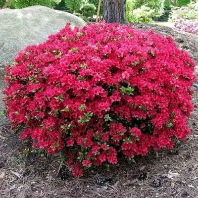 Азалия КАНЗОНЕТТА японская в Витебске