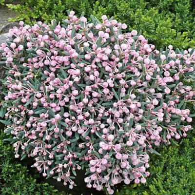 Андромеда БЛЮ АЙС многолистная   в Витебске