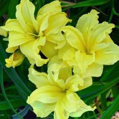 Лилейник ДАБЛ РИВЕР ВАЙ гибридный в Витебске