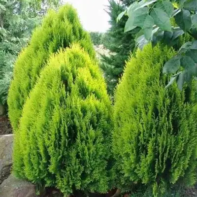 Туя восточная в Витебске