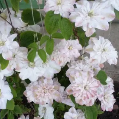 Клематис ИННОСЕНТ БЛАШ в Витебске