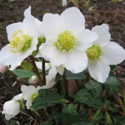 Морозник ЧЕРНЫЙ в Витебске