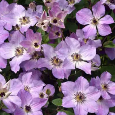 Клематис МОНИНГ СКАЙ в Витебске