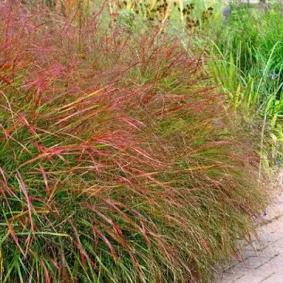 Просо ШЕНАНДО прутьевидное в Витебске