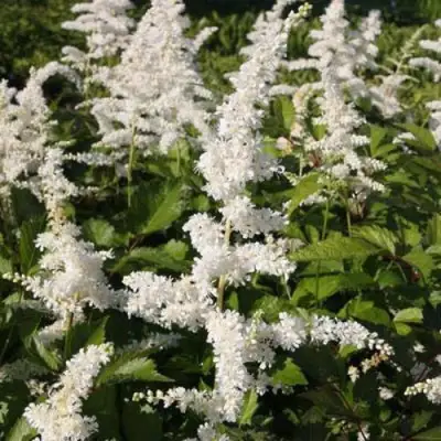 Астильба ДОЙЧЛАНД японская в Витебске