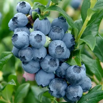 Голубика ХАРДИБЛЮ в Витебске