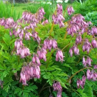 Дицентра изящная в Витебске