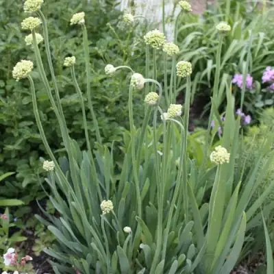 Лук слизун в Витебске