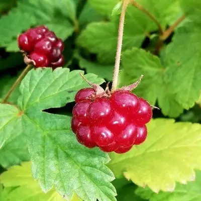 Княженика АННА в Витебске