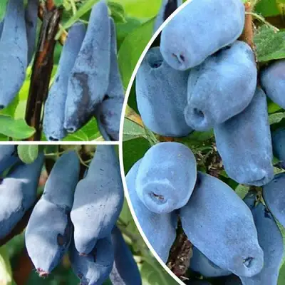 Комплект СИЯНИЕ ГЛАЗ в Витебске