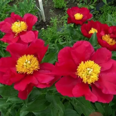 Пион АМЕРИКА травянистый в Витебске