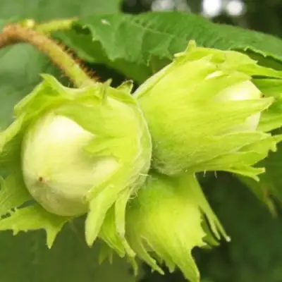 Фундук КАТАЛОНСКИЙ в Витебске