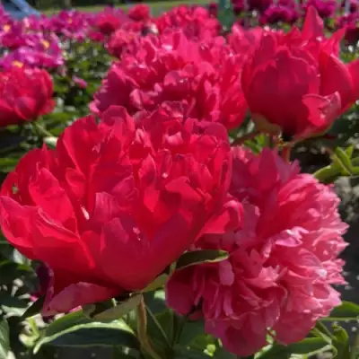 Пион БЕЛГРАВИЯ травянистый в Витебске