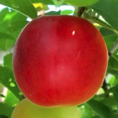 Плумкот БИРИКОККОЛО БОЛОГНЕС в Витебске