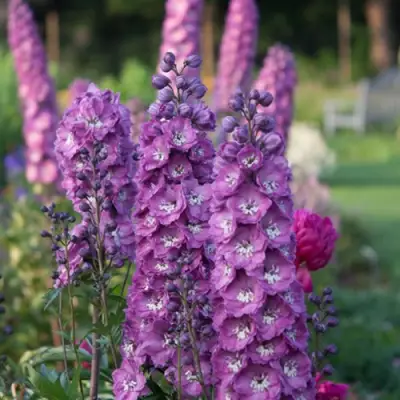 Дельфиниум ДЕЛЬФИС ПИНК ПАУЭ высокий в Витебске