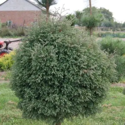Туя вересковидная в Витебске