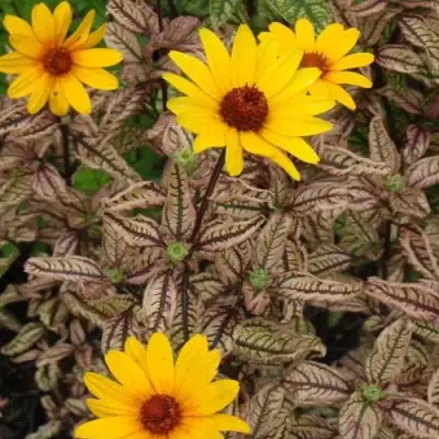 Гелиопсис САММЕР ПИНК в Витебске