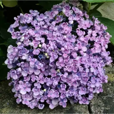 Гортензия АИША крупнолистная  в Витебске