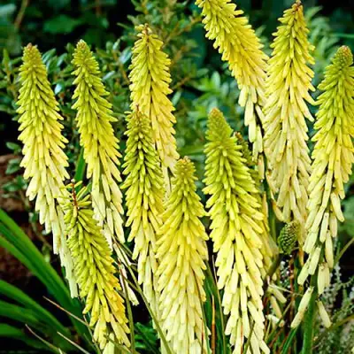 Книфофия ЛИТТЛ МЕЙД гибридная в Витебске