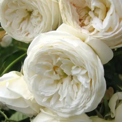 Роза АРТЕМИС шраб в Витебске