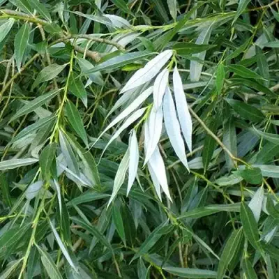 Ива ломкая  в Витебске