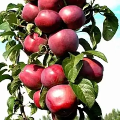 Яблоня МОСКОВСКОЕ ОЖЕРЕЛЬЕ колонновидная в Витебске