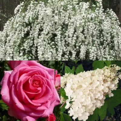 Комплект ВЕЧНАЯ КЛАССИКА в Витебске