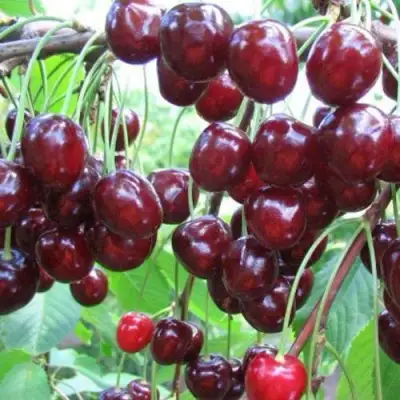 Черешня ОВСТУЖЕНКА в Витебске