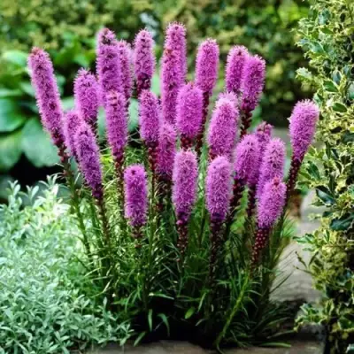 Лиатрис РОЗЕА колосковая в Витебске