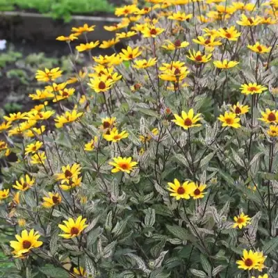 Гелиопсис САММЕР ПИНК в Витебске