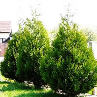 Туя АТРОВИРЕНС складчатая в Витебске
