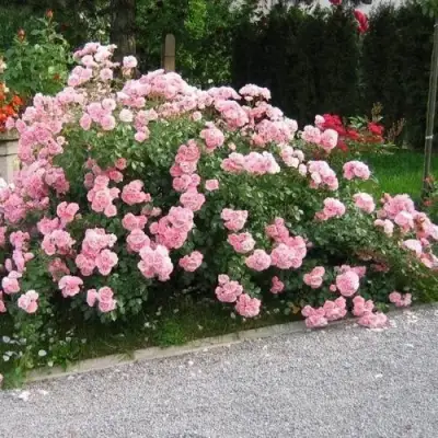 Роза БОНИКА флорибунда в Витебске