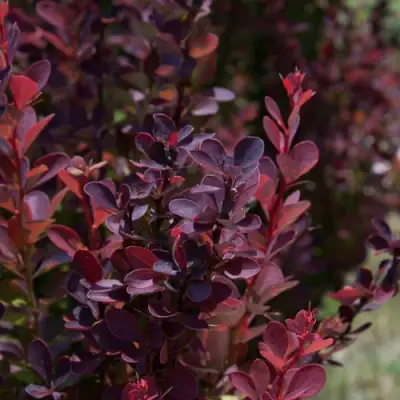 Барбарис ХЕЛМОНД ПИЛЛАР тунберга в Витебске