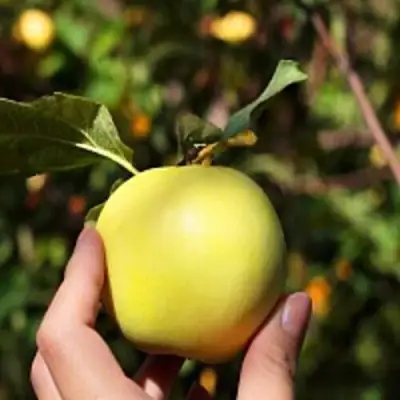 Яблоня РОССИЯНКА в Витебске