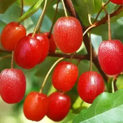 Гуми ТАИСА (ЛОХ МНОГОЦВЕТКОВЫЙ) в Витебске