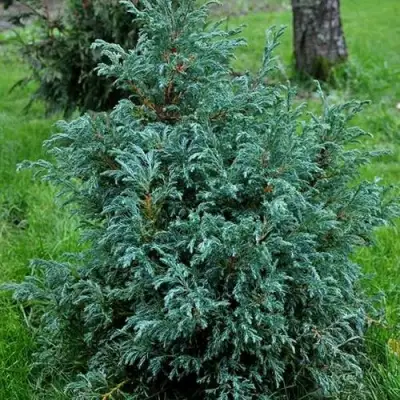 Кипарисовик БЕБИ БЛЮ горохоплодный в Витебске